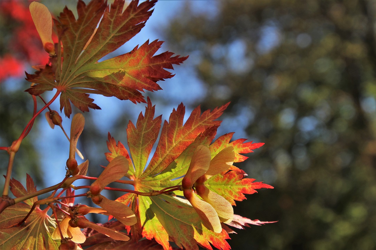 clone, leaves, in the fall-3709775.jpg